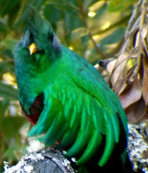 A Quetzal, the fabulous rarely seen bird outside of the Osa Peninsula, poses for a rare close-up.